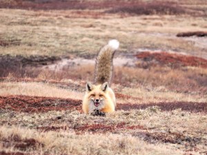1. Live-capture of red fox