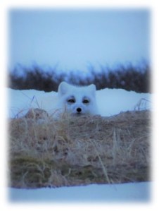 ArcticFox Emilie bouchard